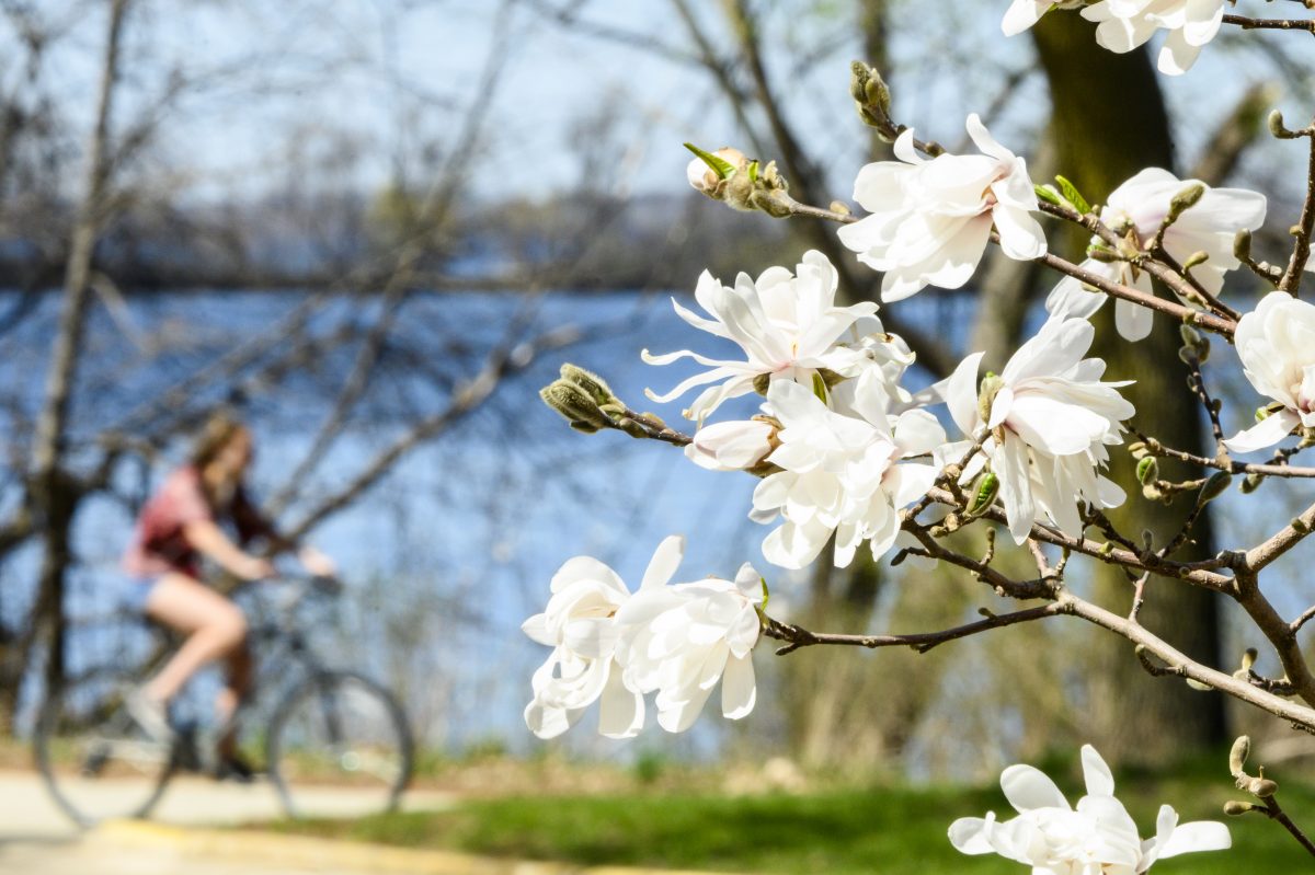 A person on a bicycle rides down Howard Temin Lakeshore Path in the springtime with magnolia trees blooming in the foreground.